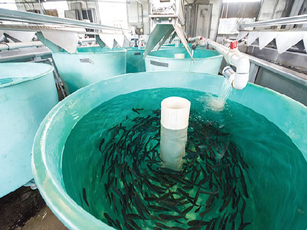 HATCHERY WASTEWATER TREATMENT Nigeria