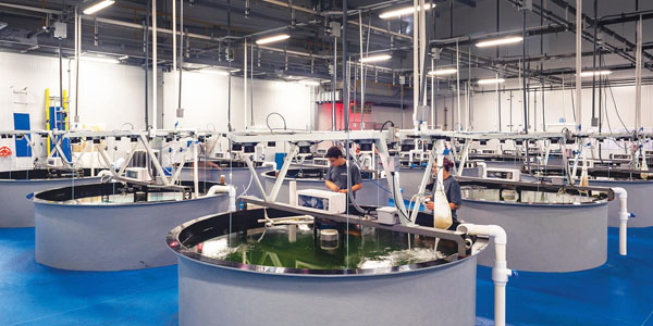 Softener Supplier in Dubai